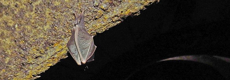 Proběhlo sčítání netopýrů v bývalých důlních dílech