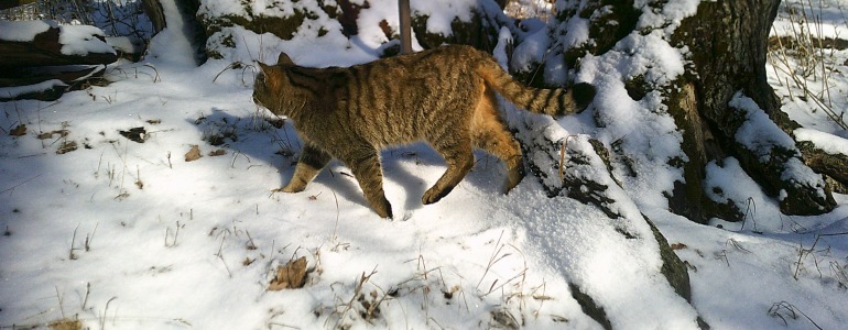 Potvrzeno: kočka divoká z Křivoklátska má příbuzné v Doupovských horách